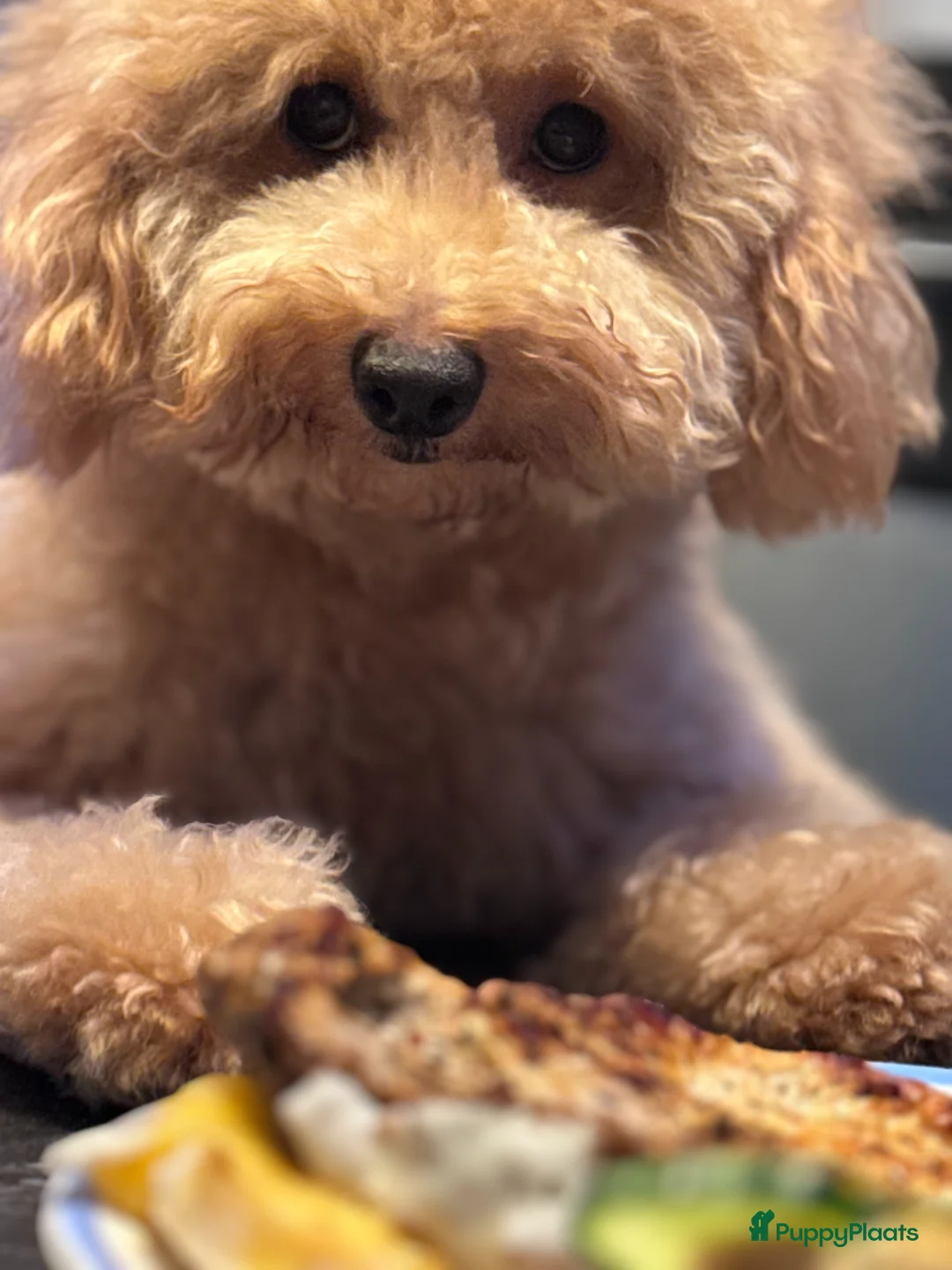 Maltipoo honden te koop: Maltipoo teefjes puppy's te koop - Advertentie 4