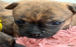 Kruising honden te koop: Kruising AHT American Hairless Terriër X Bulletje  in Hazerswoude-Rijndijk - Afbeelding 6