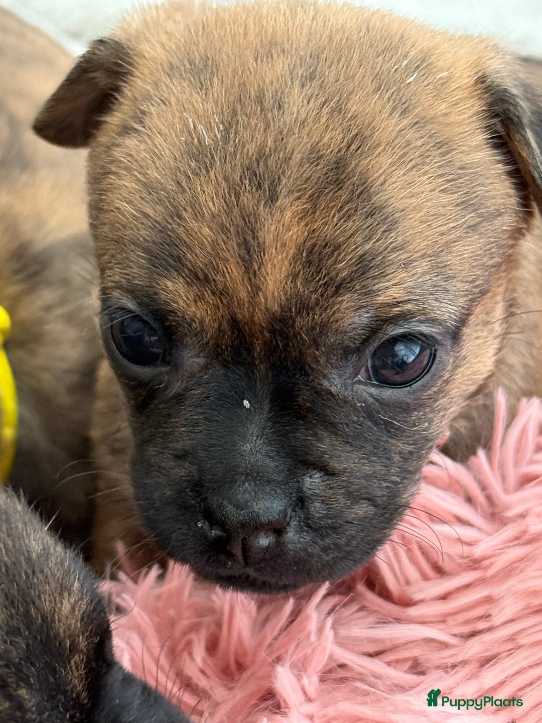 Kruising honden te koop: Kruising AHT American Hairless Terriër X Bulletje  in Hazerswoude-Rijndijk - Afbeelding 6
