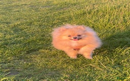 Pomeriaan honden te koop: Pomeriaan pups bearface - Afbeelding 5