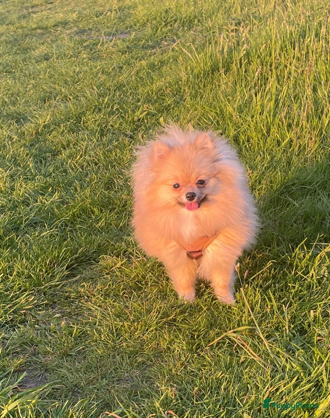 Pomeriaan honden te koop: Pomeriaan pups bearface - Afbeelding 5