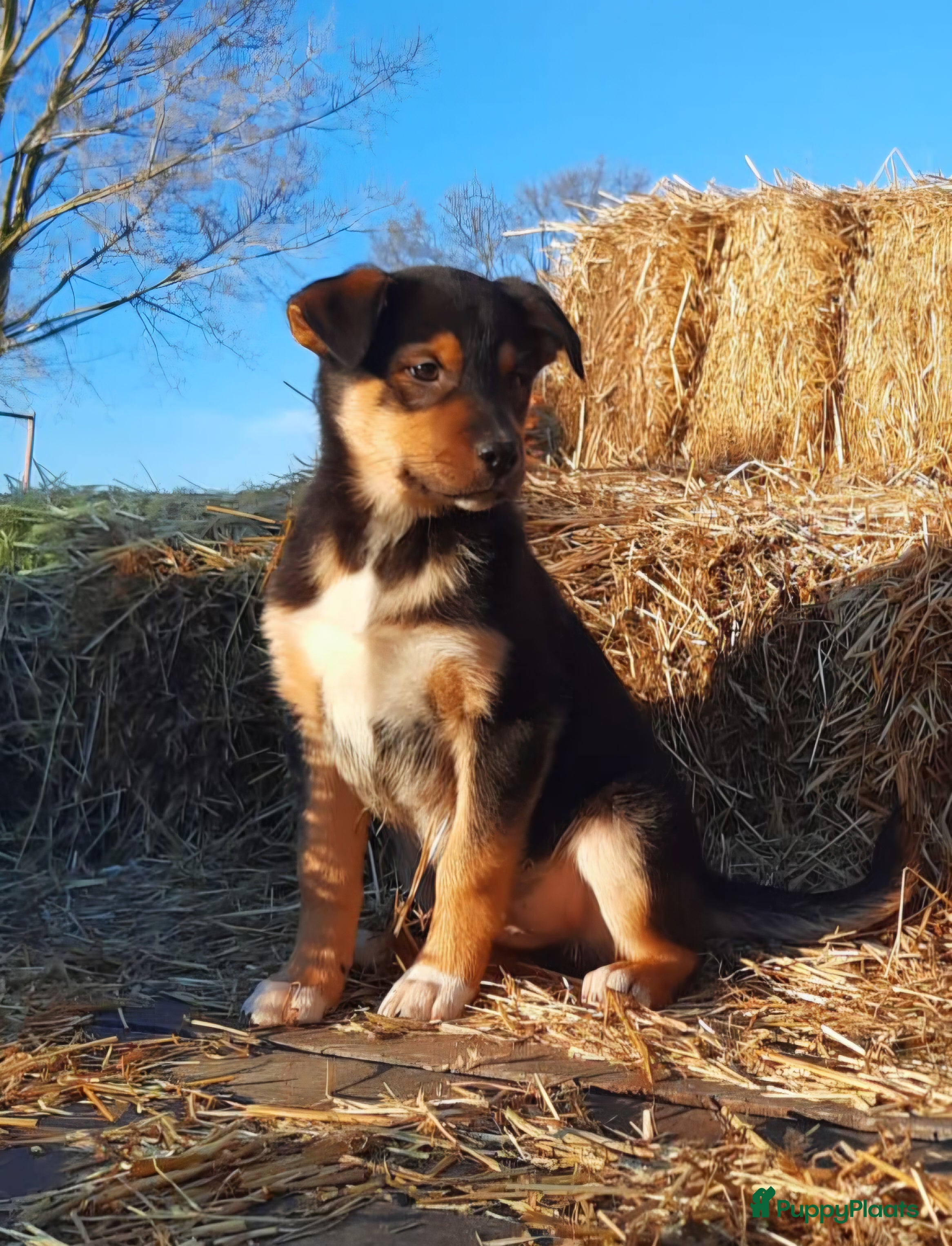 Kruising honden Prachtige pups Border Collie x Australian Kelpie  - Advertentie 1