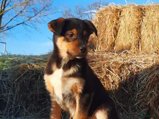 Kruising honden Prachtige pups Border Collie x Australian Kelpie - Advertentie 13