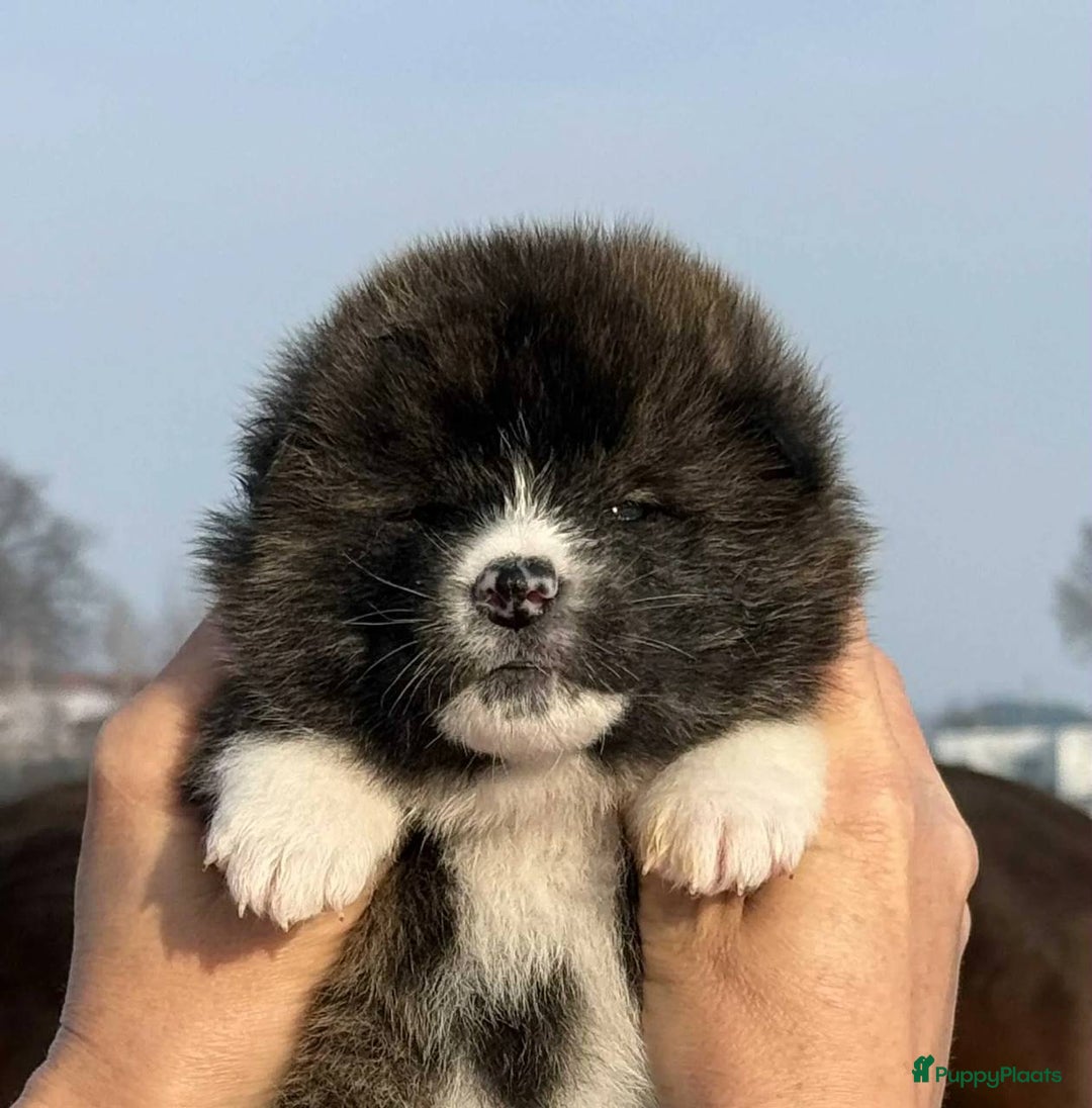 Akita honden te koop: Akita puppy’s - Advertentie 3