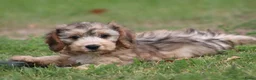 Cockapoo honden te koop: Cockapoo pups - Advertentie 14