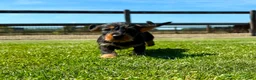 Ruwhaar Teckel honden te koop: Kaninchen Dwergteckel Ruwhaar met stamboom - Advertentie 4
