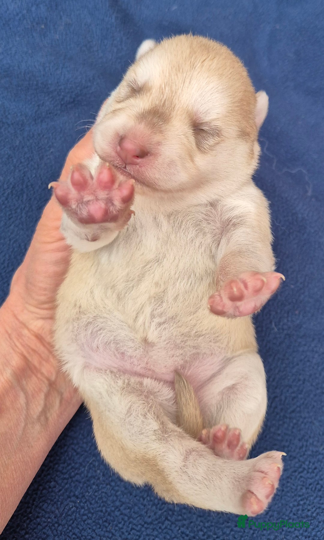 Kruising honden te koop: Pomsky x Shiba inu pups - Advertentie 15