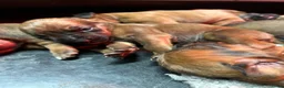 Rhodesian Ridgeback honden te koop: Prachtige Rhodesian Ridgeback pups met stamboom  - Advertentie 7