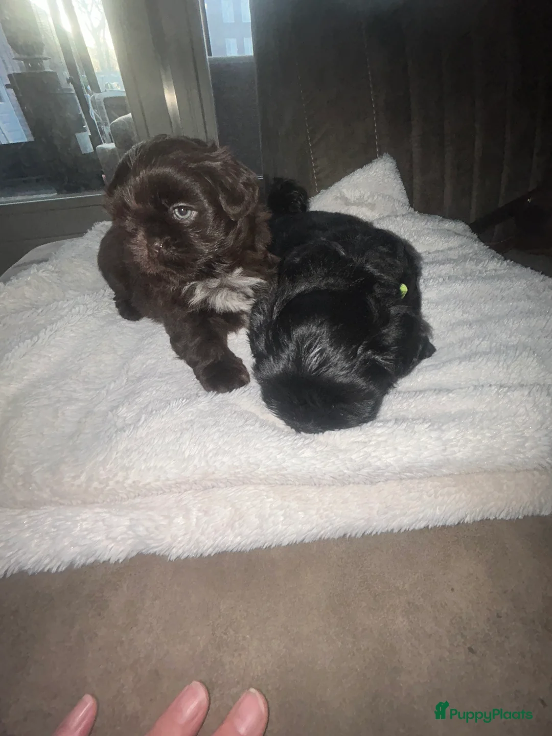 Shih Tzu honden te koop: Prachtige Shih Tzu pups - Advertentie 5