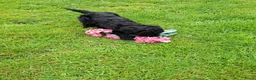 Labradoodle honden te koop: Labradoodle pups reutje en teefjes beschikbaar  - Advertentie 5