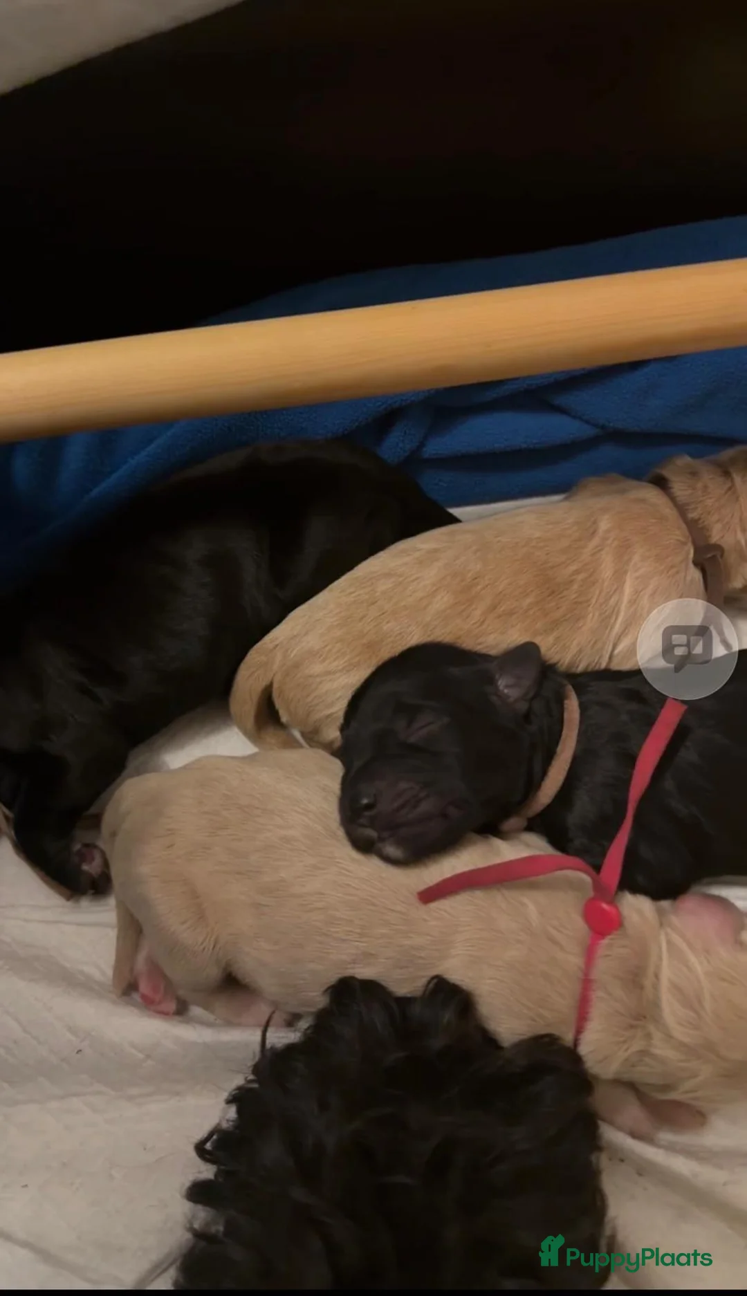 Labradoodle honden te koop: Labradoodles te koop - Advertentie 8