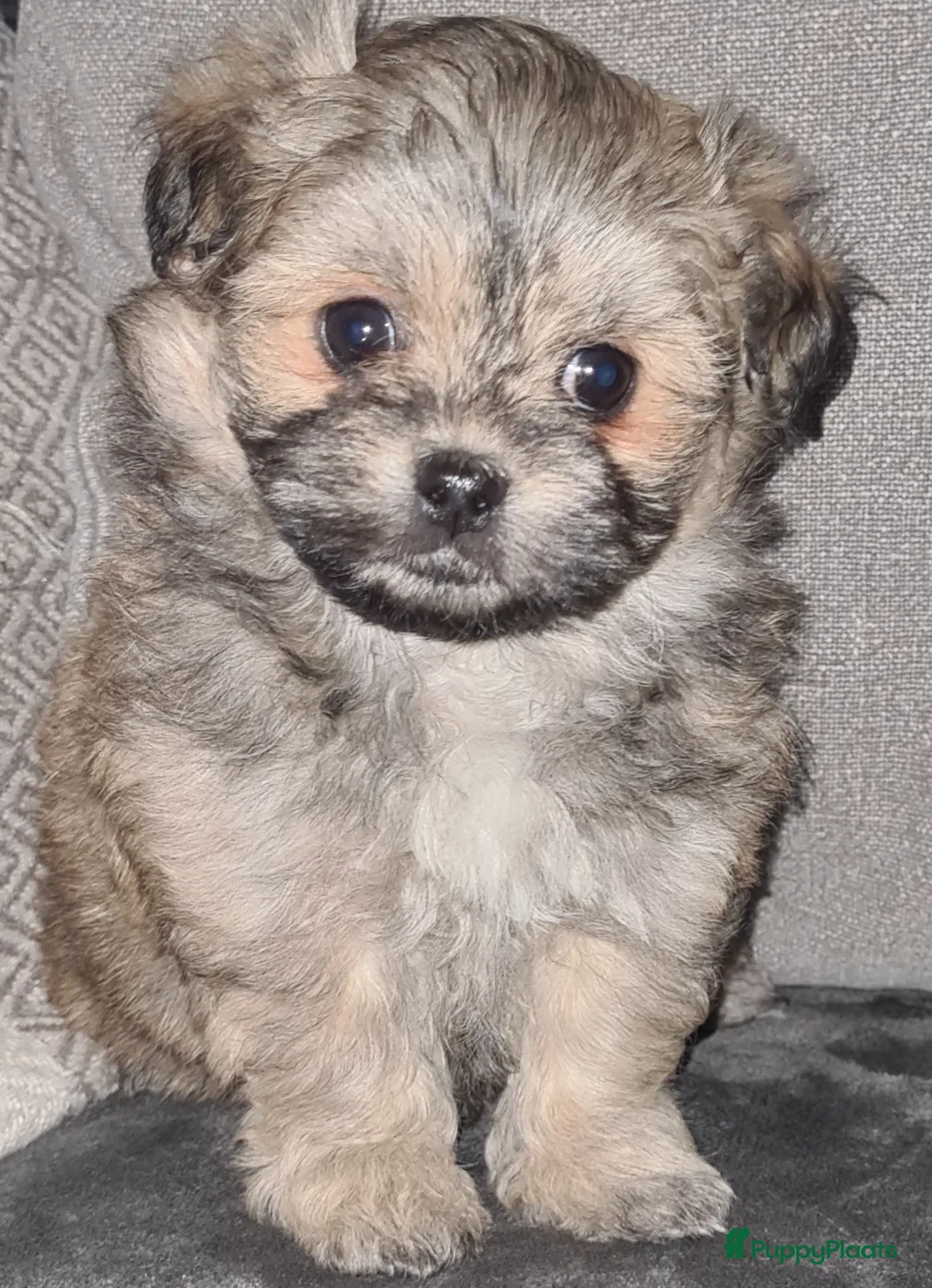 Maltipom honden te koop: Prachtig Lieve,shipom in ons gezin opgegroeid - Advertentie 27