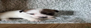 Jack Russel Terriër 4