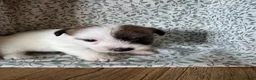 Jack Russel Terriër honden te koop: Jack Russel pups te koop met stamboom - Advertentie 8