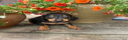 Teckel (korthaar)  honden te koop: Kortharige dwergteckel pups  - Advertentie 4