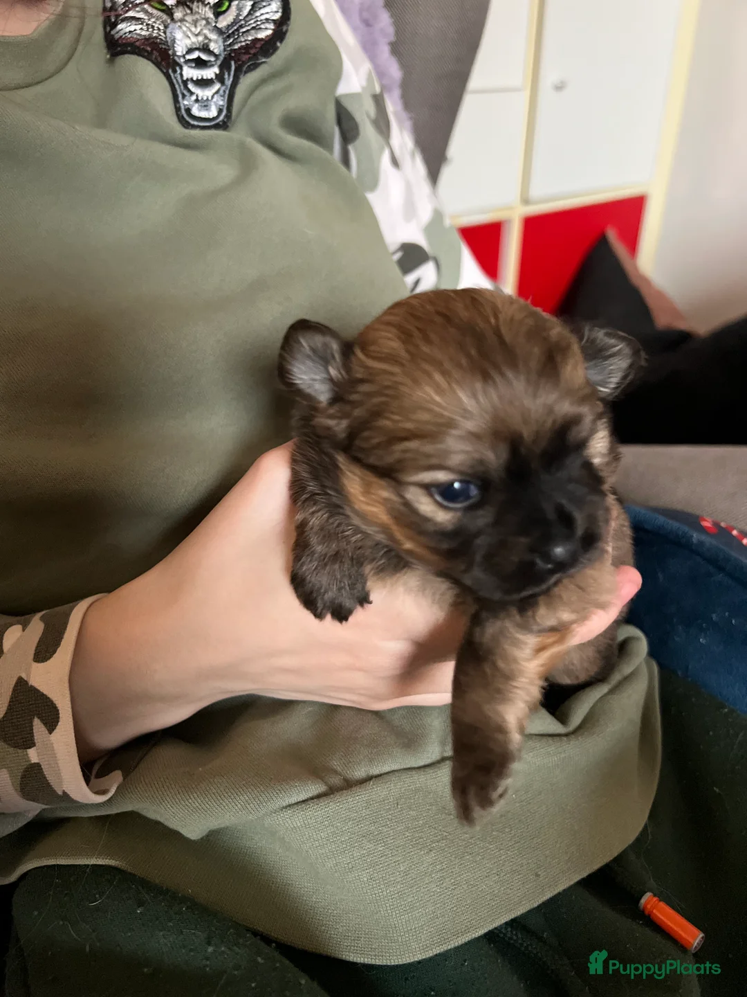Pomchi honden te koop: Lieve Pomchi pups - Advertentie 29