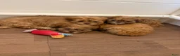 Boomer honden te koop: Boomer pups  - Advertentie 4