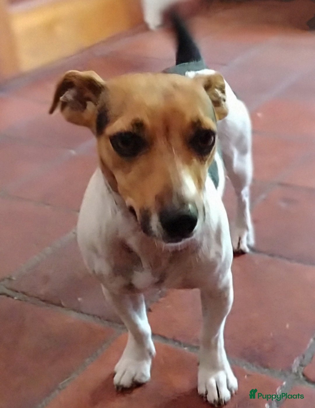 Kruising honden te koop: Jack Russell terriër kruising met pomeriaan reu in Eemnes - Afbeelding 19