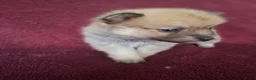 Pomsky honden te koop: 5 pomsky pups - Advertentie 15