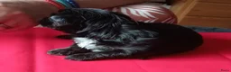 Kruising honden te koop: Boomer Maltezer x Shih Tzu  - Advertentie 5