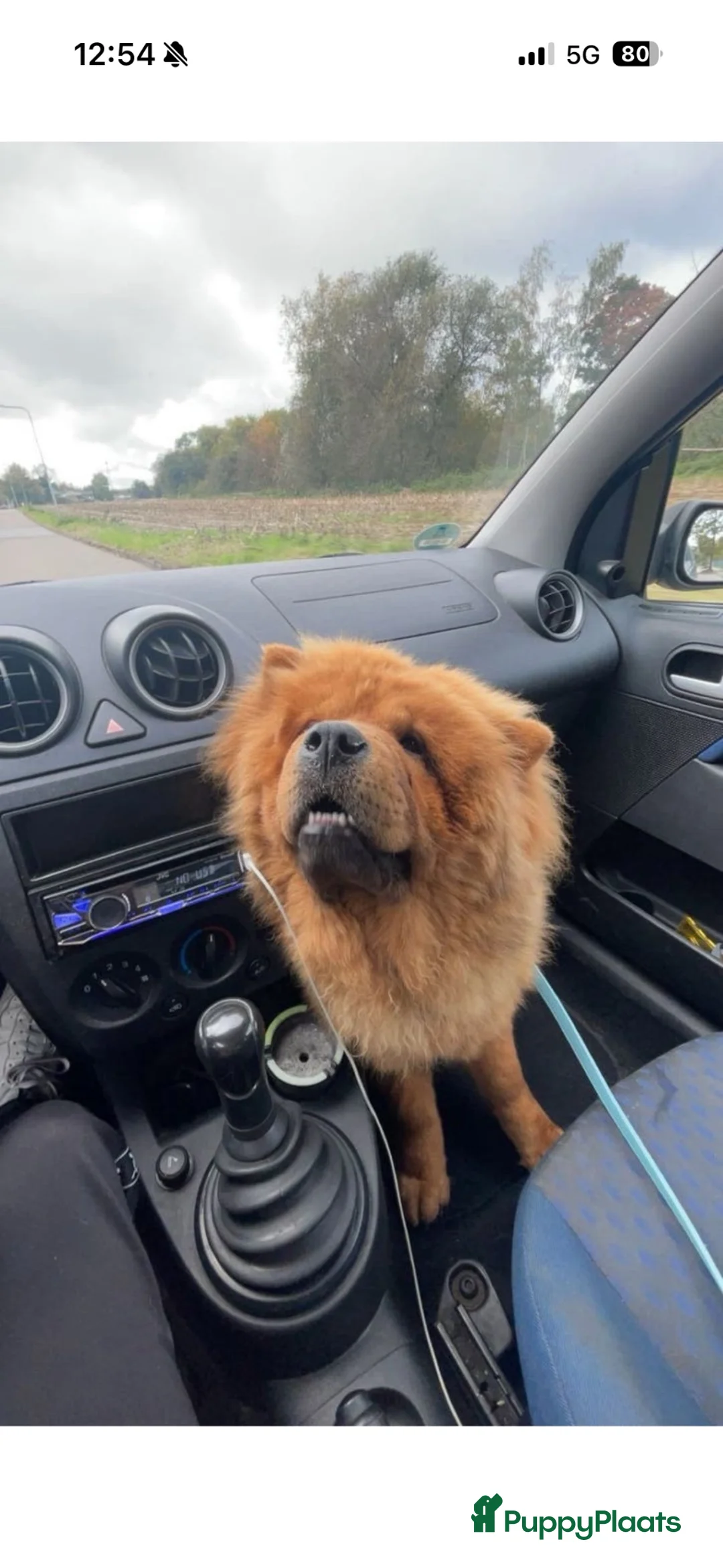 Chow Chow honden te koop: Chowchow reu te koop in Kerkrade - Advertentie 6