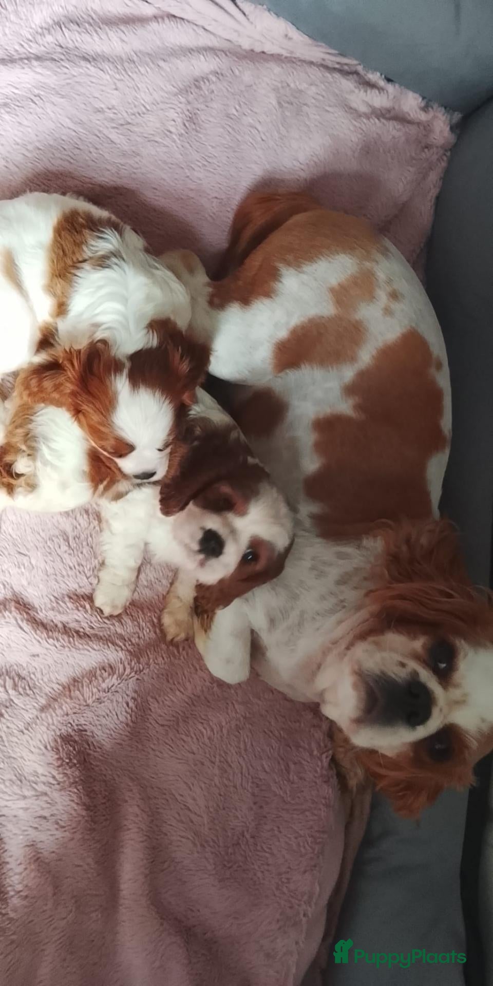 Cavalier King Charles Spaniel honden Cavalier king charles spaniel pups teefjes  - Advertentie 4