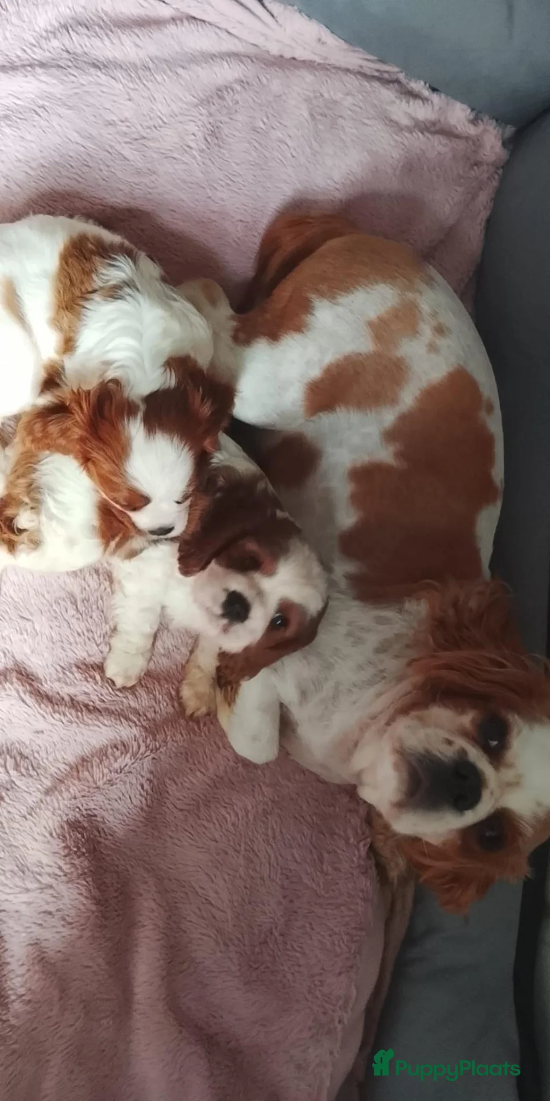 Cavalier King Charles Spaniel honden te koop: Cavalier king charles spaniel pups teefjes  - Advertentie 1