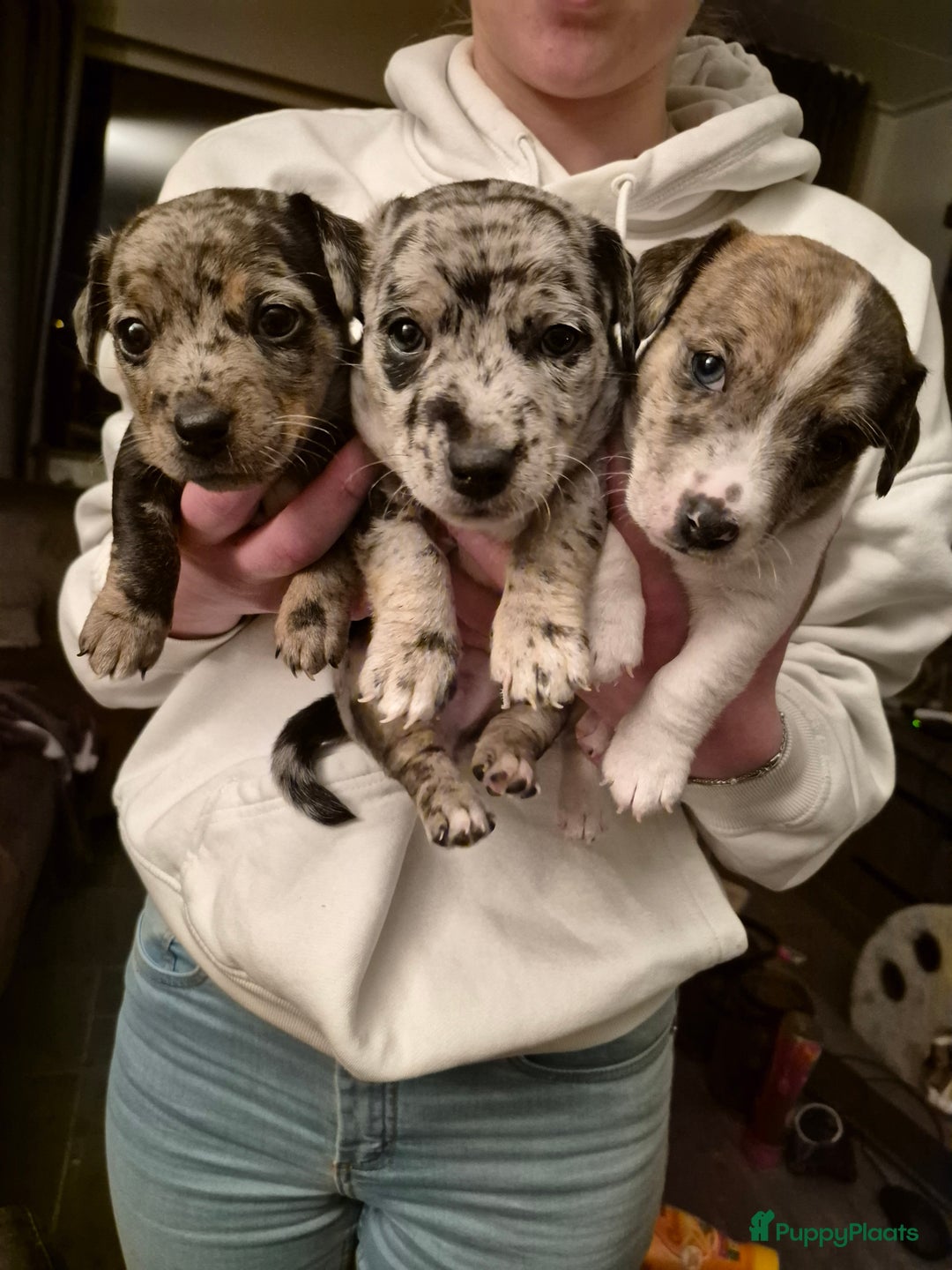 Jack Russel Terriër honden te koop: Merle Jackrussel te koop - Advertentie 2