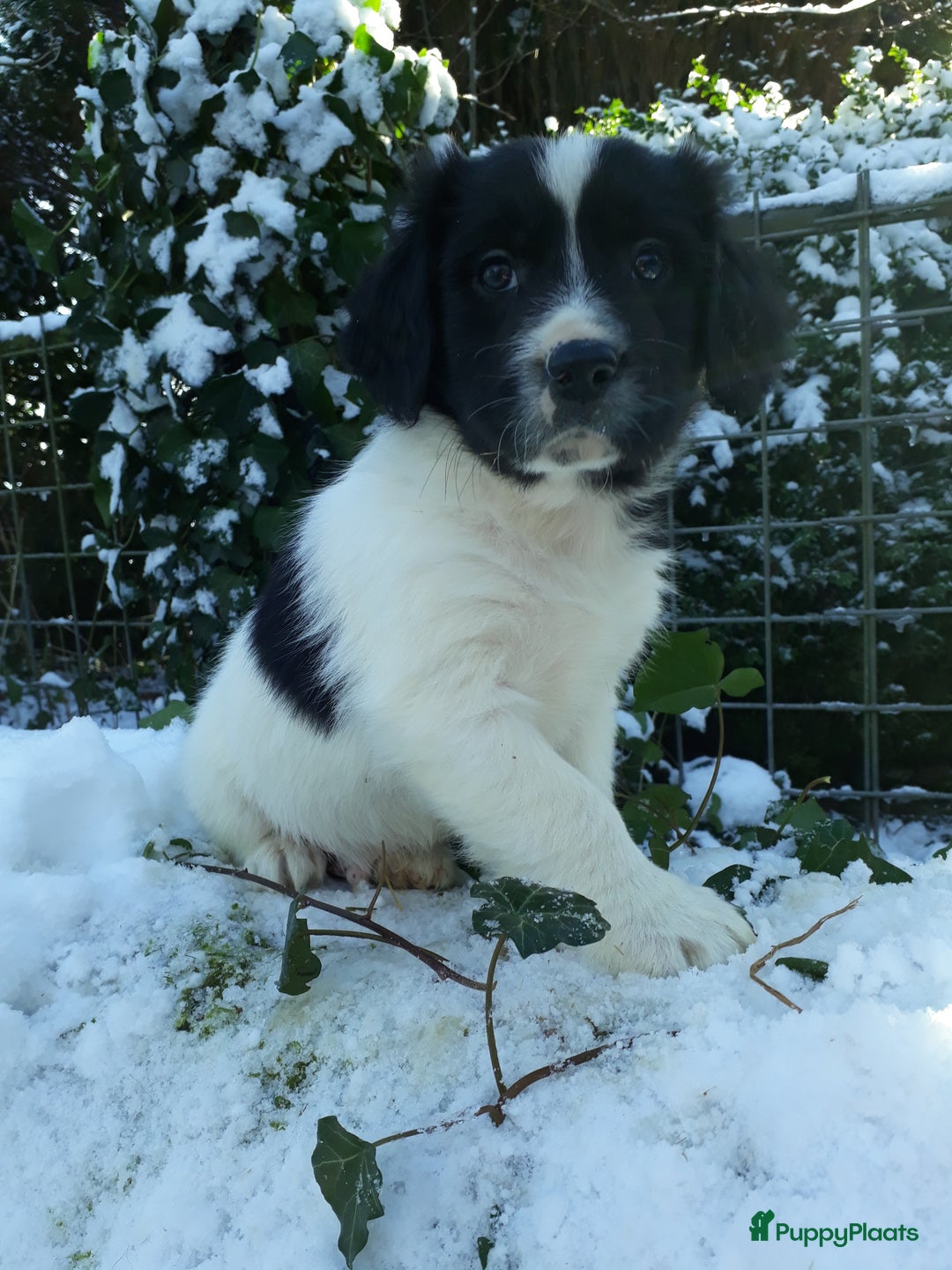 Kruising honden te koop: Prachtige kruising pups - Advertentie 7