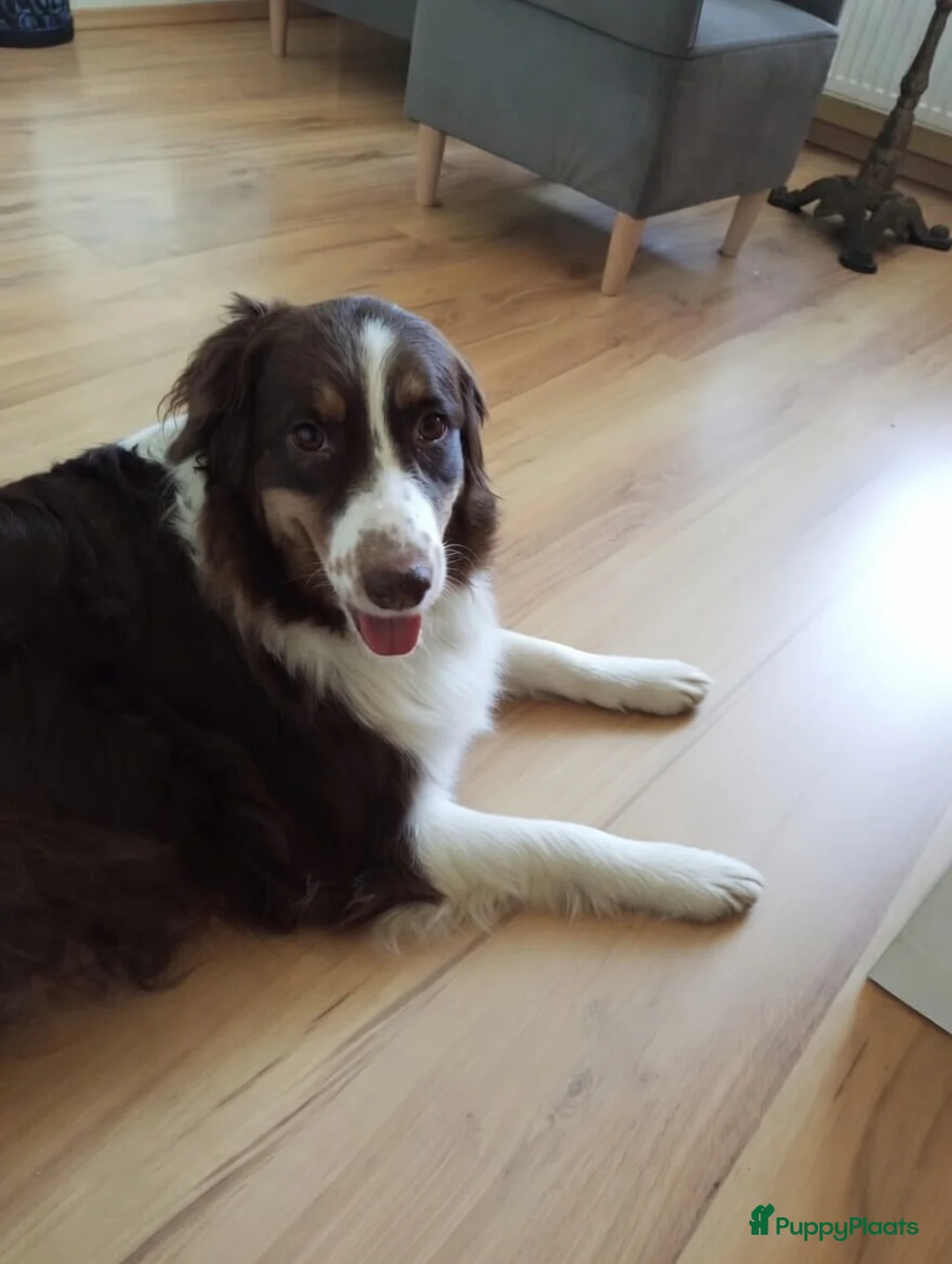 Australian Shepherd honden te koop: Australian Shepherd pups - Advertentie 4