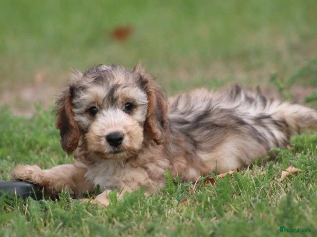 Cockapoo honden te koop: Cockapoo pups - Advertentie 1