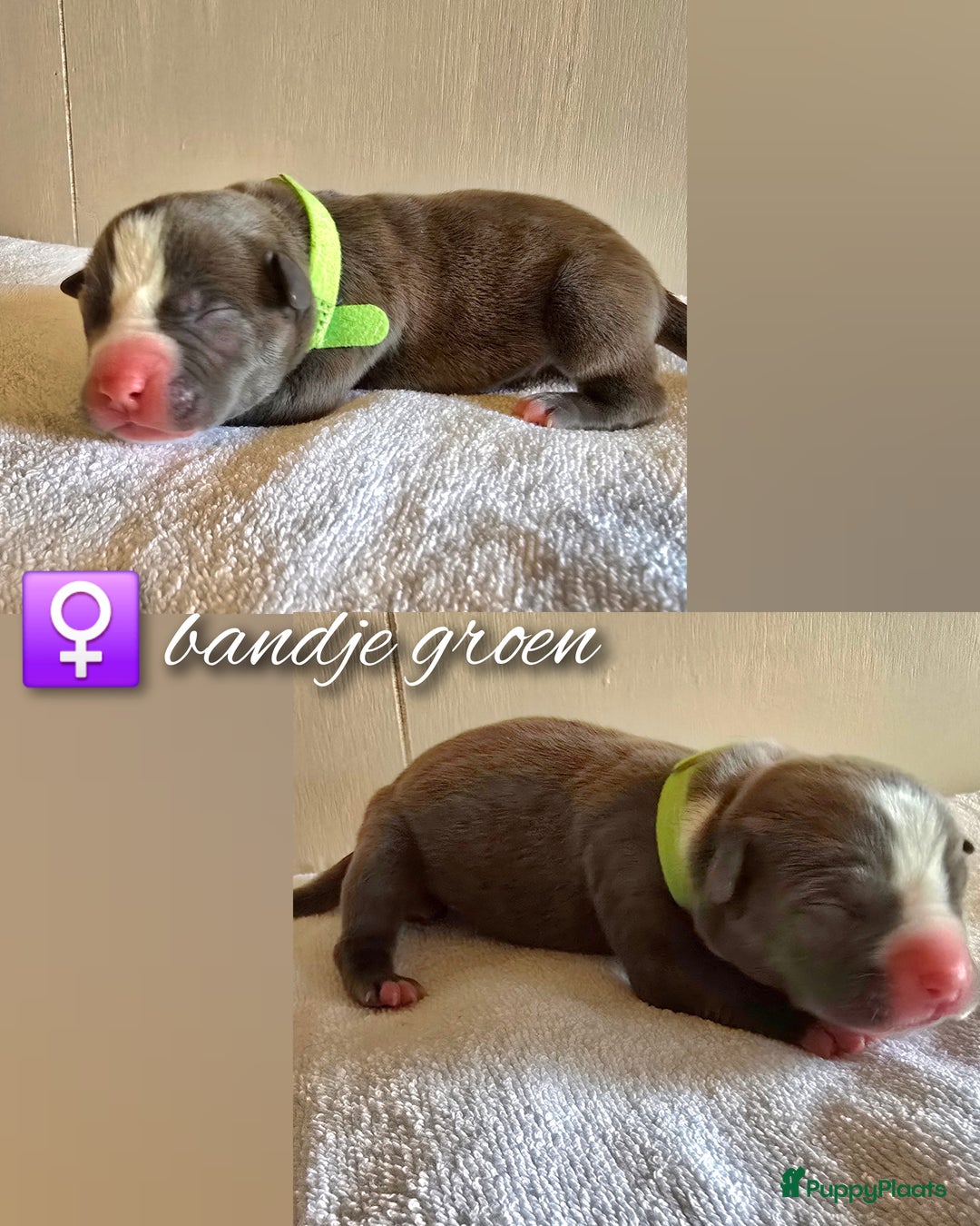 Amerikaanse Bully honden te koop: American Bully XL pups ABKC stamboom - Advertentie 15