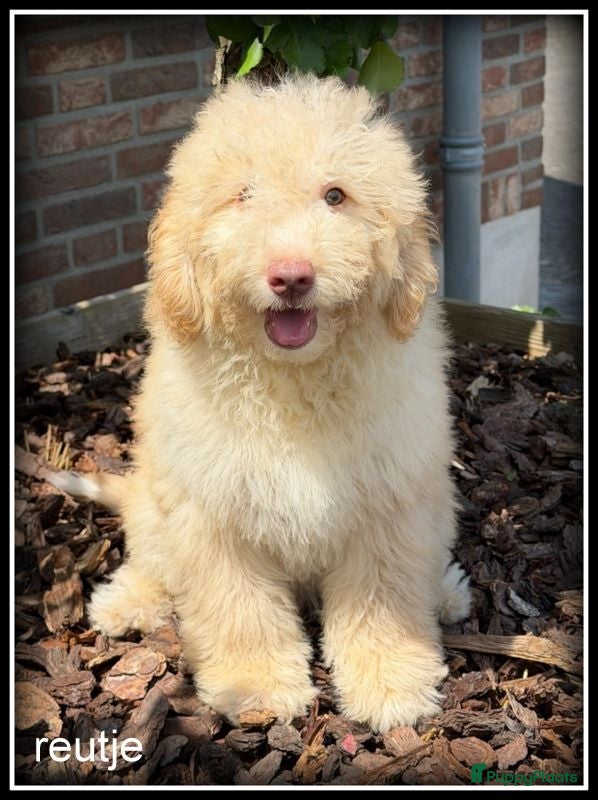 Kruising honden Bordoodle pups F1b Labradoodle x Bordoodle - Advertentie 1