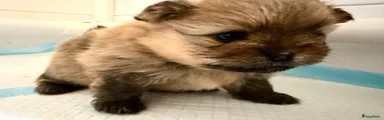 Pomeriaan Puppy 4