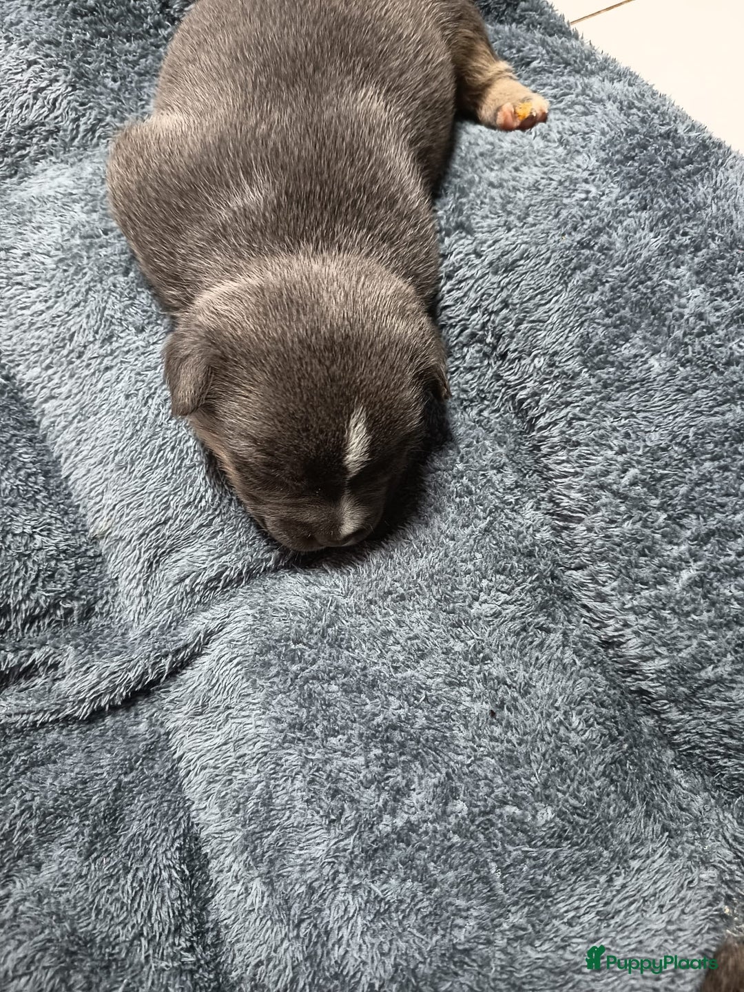 Amerikaanse Bully honden te koop: Amerikaanse Bully-puppy's  - Advertentie 5