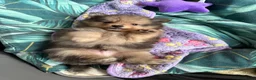 Pomeriaan honden te koop: Pomeriaan pup Merle, sable en black and tan - Advertentie 18