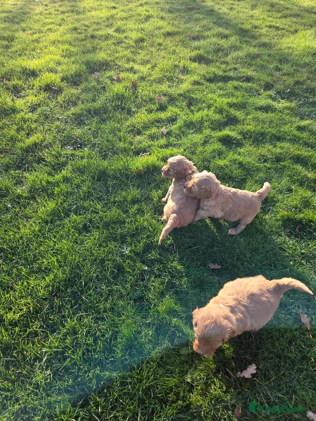 Kruising honden te koop: Labradoodle x Goldendoodle pups - Advertentie 33