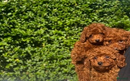 Poedel Toy honden te koop: 🐾Toy poedel, toy poodle, mini poedel, toypoedel🐾 - Afbeelding 1