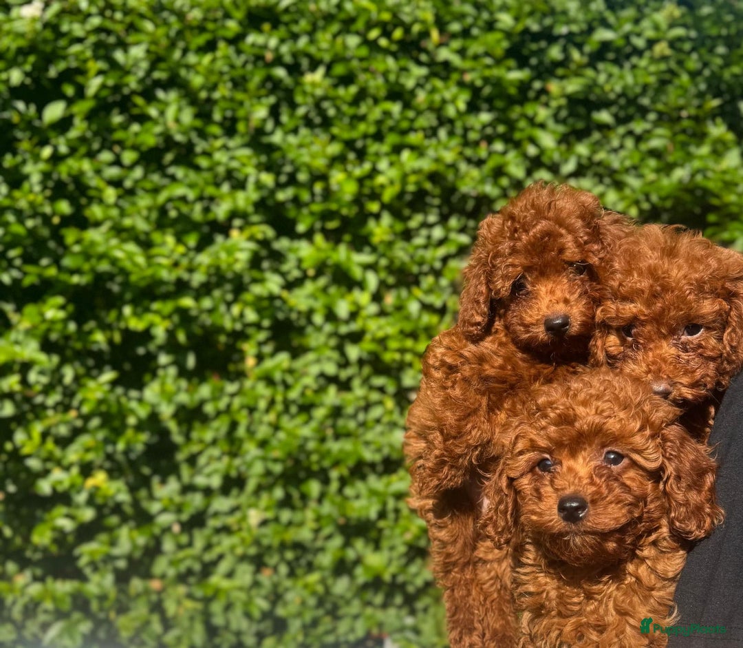 Poedel Toy honden te koop: 🐾Toy poedel, toy poodle, mini poedel, toypoedel🐾 - Afbeelding 1