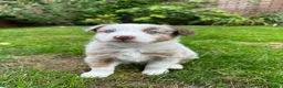 Australian Shepherd honden te koop: Aussie pups - Advertentie 19