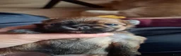 Kruising honden te koop: Nog 1 mooi meisjes beschikbaar - Advertentie 22
