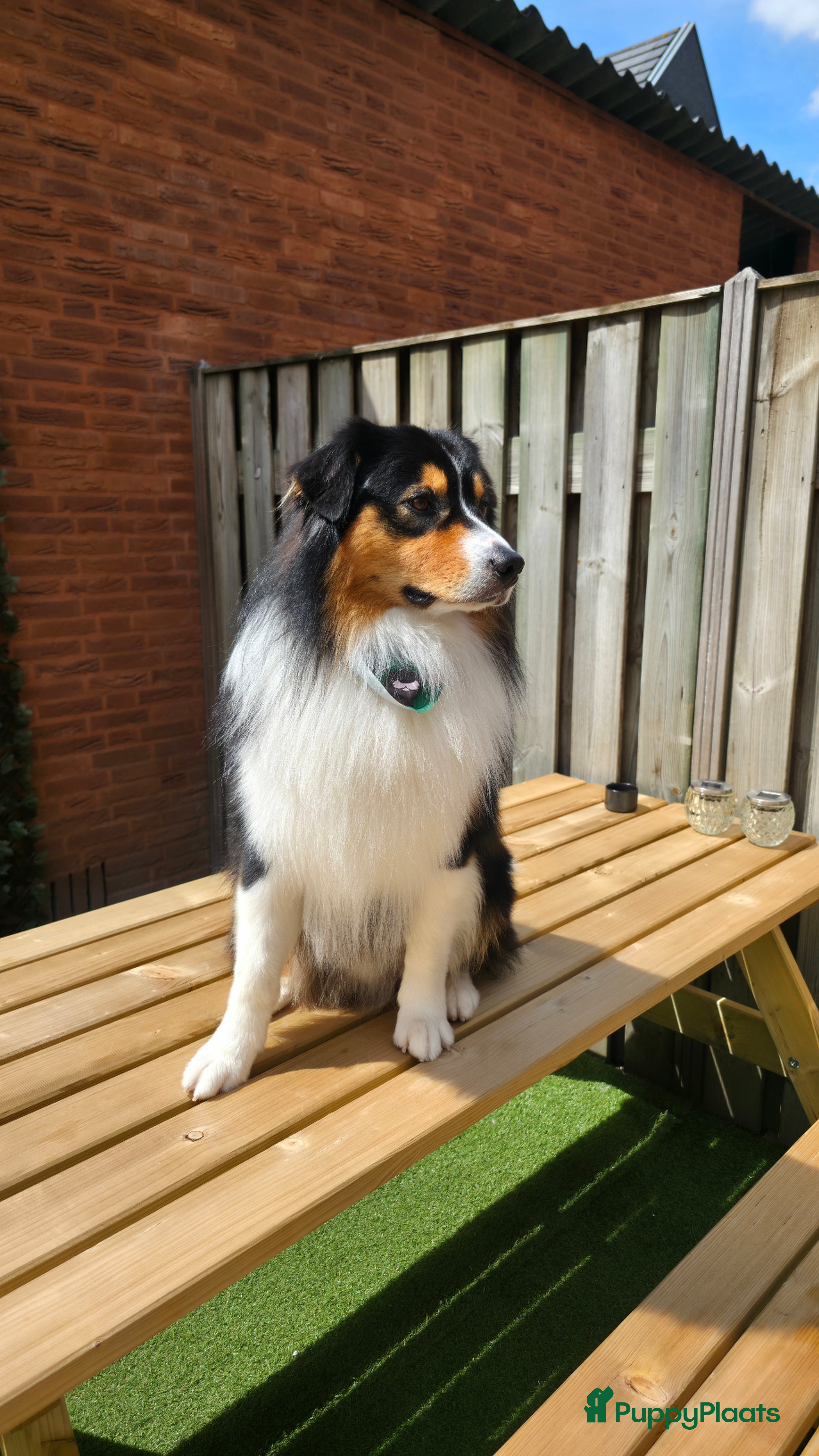 Australian Shepherd honden Australische Herder Reu aangeboden als dekreu - Advertentie 1