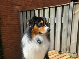 Australian Shepherd honden Australische Herder Reu aangeboden als dekreu - Advertentie 15