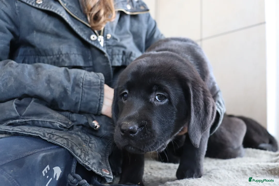 Labrador Retriever honden te koop: Hele lieve labrador pups te koop! - Advertentie 13