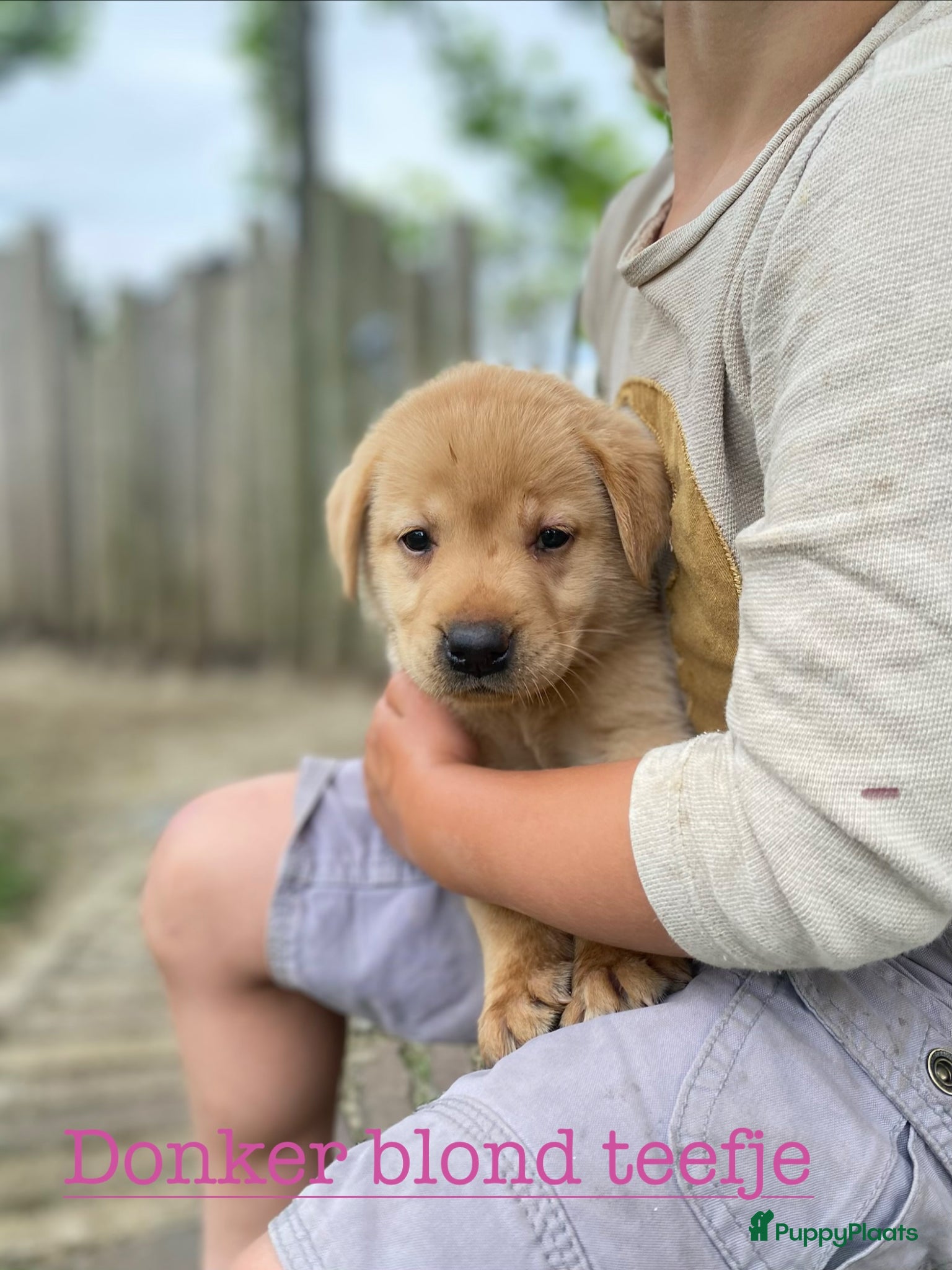 Labrador Retriever honden Labrador pups met een 👑 - Advertentie 9