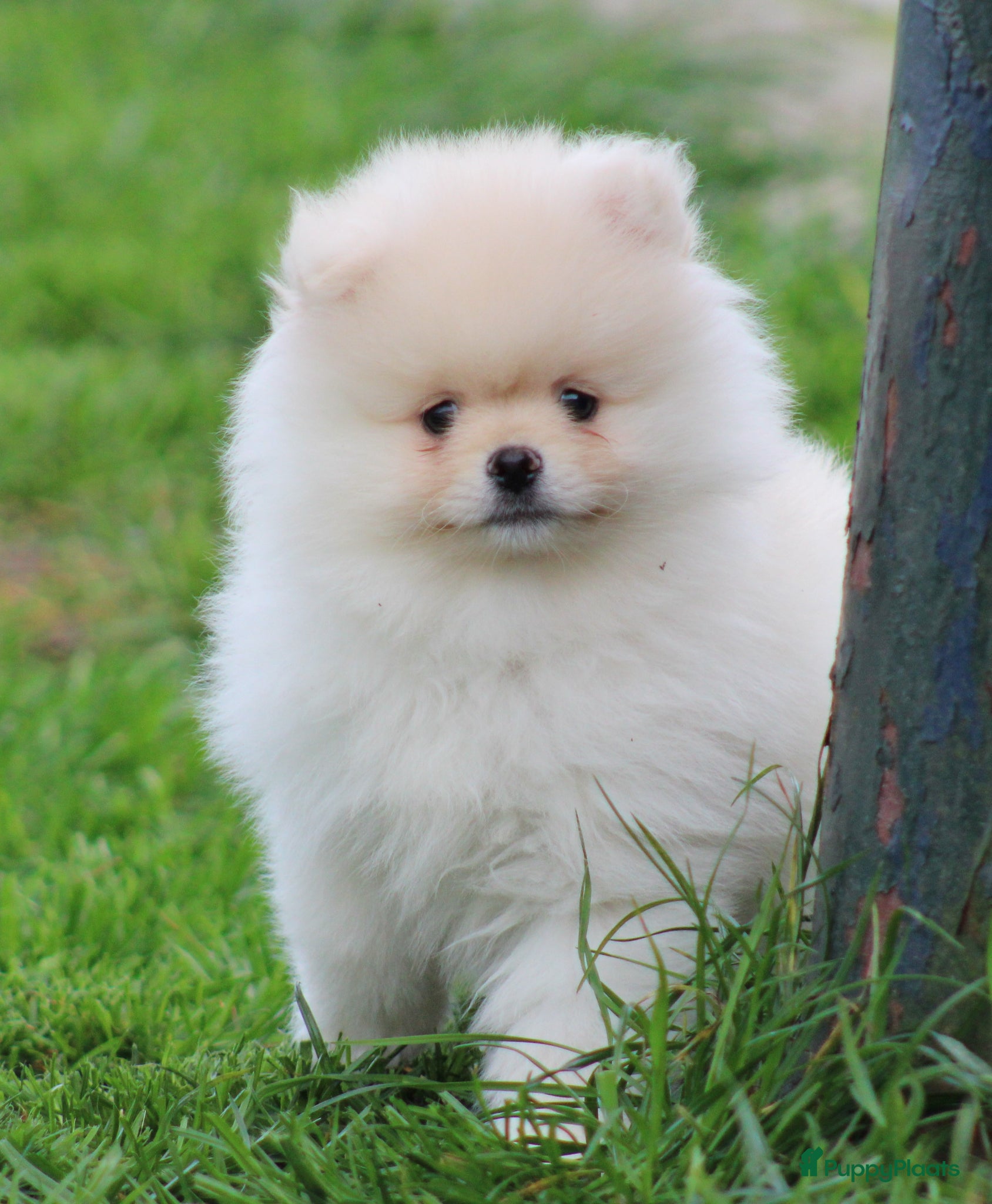 Pomeriaan honden Pomeriaan pups - Advertentie 1