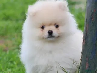 Pomeriaan honden Pomeriaan pups - Advertentie 1