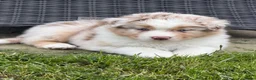 Australian Shepherd honden te koop: Aussie herder pups en huiselijke sfeer opgegroeid - Advertentie 15