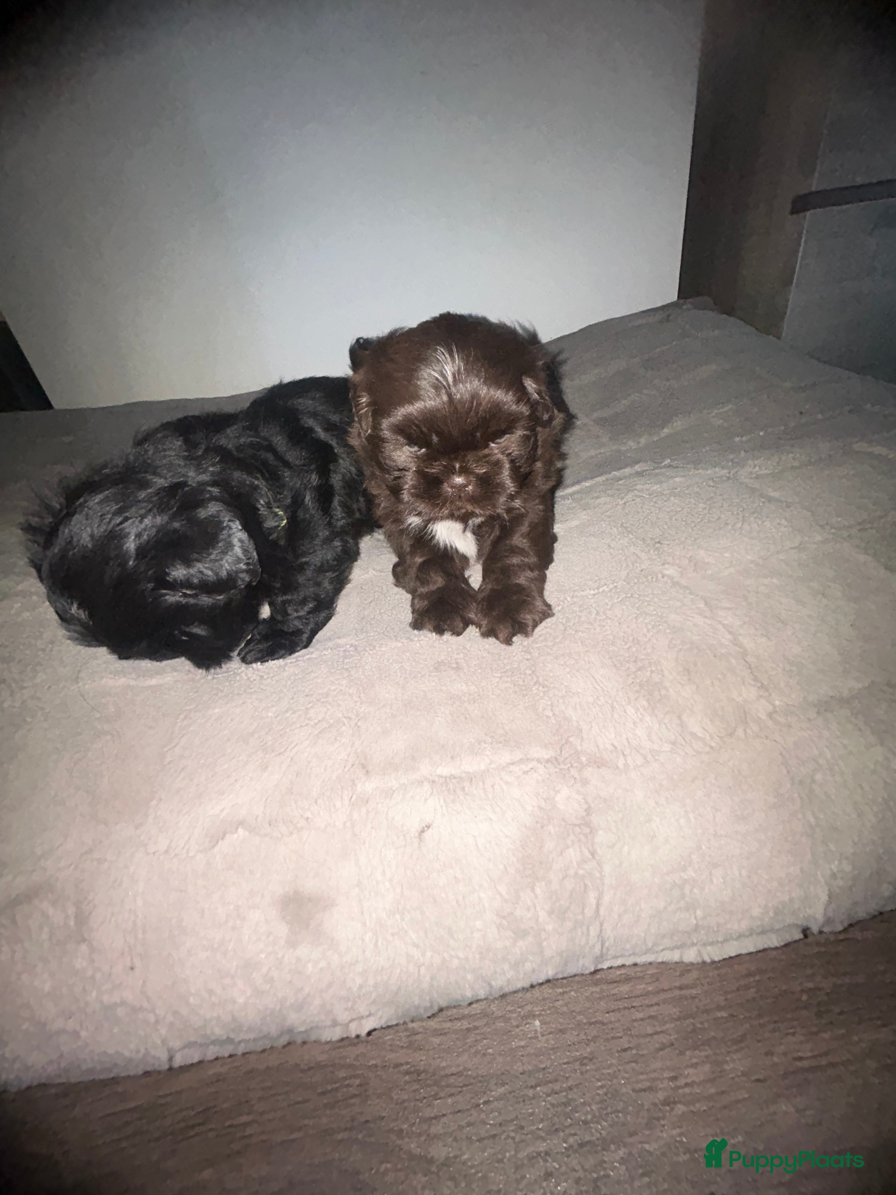 Shih Tzu honden Prachtige Shih Tzu pups - Advertentie 2