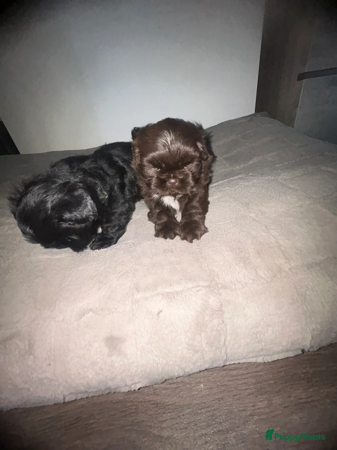 Shih Tzu honden te koop: Prachtige Shih Tzu pups - Advertentie 1